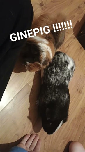 guinea pig Olympics!!!!!
