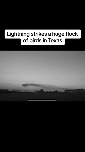 Massive Bird Electrocution: Lightning Strikes Flock in Texas