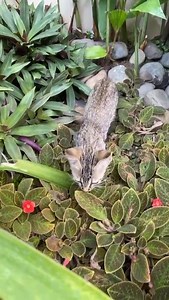 23 shares | Caso Externo Estos pequeños (3 machos y una hembra Son independientes Son sociables Están desparasitados Comen pepitas Fueron rescatados del abandono (Los iban a matar) Y necesitamos hogares responsables para ellos por favor Adopta uno o comparte Más información al 099 215 2798 o al 0992883355 | Adopción Animal Guayaquil - AG | Facebook