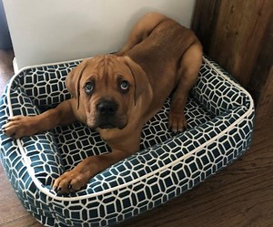 Meet Kobe - A Wiggly Blind Cane Corso Puppy With A Heart of Gold