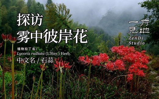 等了三天，终于可以在雾中探访彼岸花