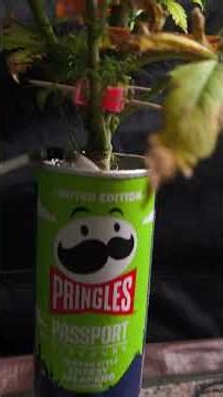 Bruce Banner Gnomesseeds Organic Grow Pringles