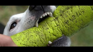 Police: Girl's dog bites man, stops attempted abduction