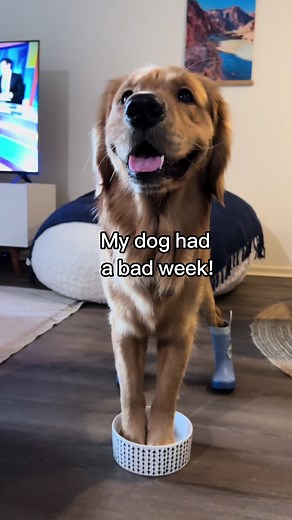 Dog Paw Pad Injury: How to Care for Your Dog's Ripped Paw Pad