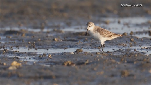Three critically endangered spoon-billed sandpipers have been seen wintering in Danzhou Bay, south China's Hainan Province. It's the seventh consecutive year the rare birds have returned. The fist-sized species is known for its distinctive spoon-shaped bill. The birds were seen foraging on tidal mudflats, which are abundant in food after low tide. With a global population of only a few hundred, the spoon-billed sandpiper is a national Class-I protected species. Experts say its repeated return re