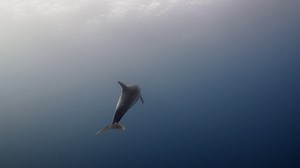 Big Dolphin Swimming In Front Of In Closeup Stock Footage SBV-352793983 - Storyblocks