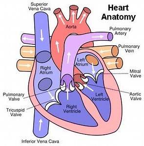 Anatomy of the Heart