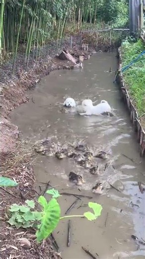 Bichon Frise plays with ducklings along muddy river in Sichuan, China