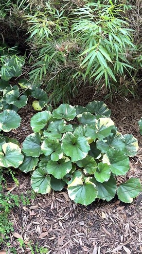 5.1K views · 268 reactions | Leopard plants are known for their...