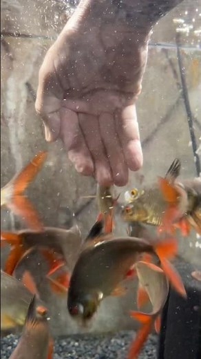 Aquarium fish feeding Tinfoil Barbs #fishfeeding #fishkeeping #fishvideo #tropicalfish #fishtank#pez