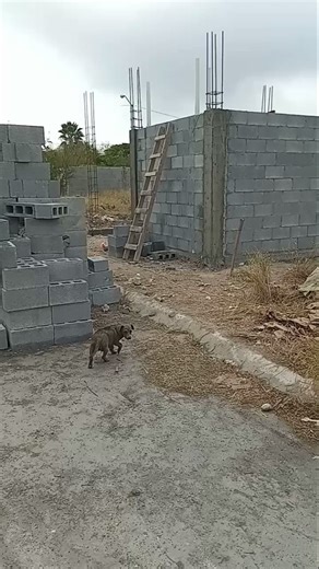 #shorts Veamos la PERFECCIÓN de Columnas