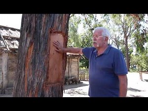 Scar Trees & Wadawurrung People