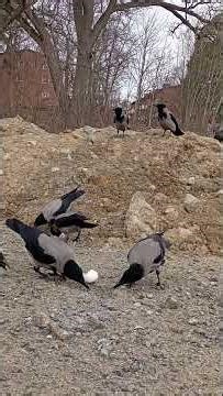 Crow Communication - I wonder what was going on & being said up on that dirt pile 🤔