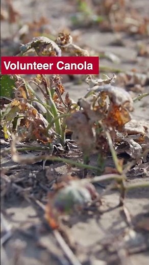 Get the most from your pre-seed application #westcdnag #farming