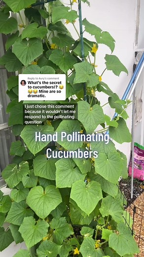 Hand Pollinating Cucumbers: A Detailed Guide
