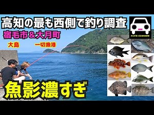 四国高知県の宿毛や大月町の波止 フカセ釣りで爆釣！★ヌカ切り★エビ撒き釣り★穴釣り★ブラクリ★TODAY JA4★尾長★シビックタイプR★メジナ★車横付け★堤防★ハネ★スズキ★チヌ★磯★穴場★地磯