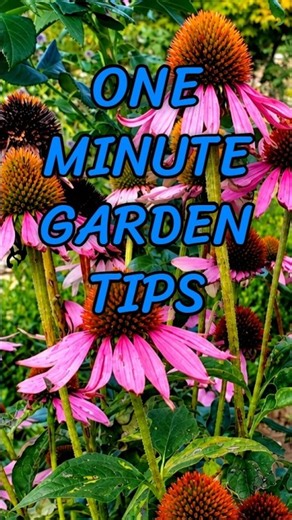 How & Why to Deadhead Echinaceas 🌸 | Get More Blooms!
