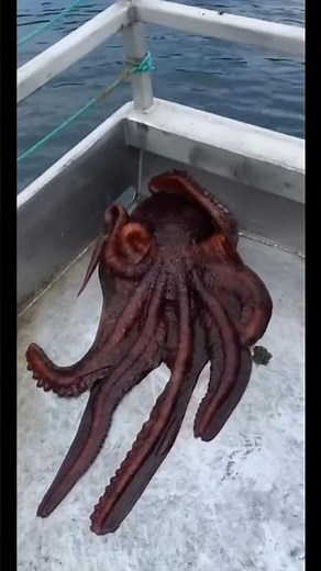 Octopus squeezes through hole in ship to escape😳🐙 #animals