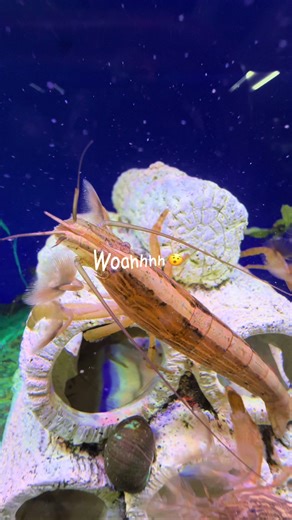 Just another day at the office #fyp #fish #aquarium #nature #aquaticlife