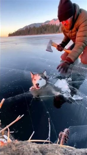 The Greatest Save: Helping My Best Friend Out Of The Ice 🥺 #DogLover #Miracle #Husky #HeroicActs