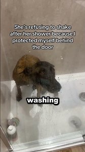 Why do dogs splash water?