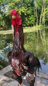 76K views · 5.2K reactions | Java Aseel on Reels | Facebook