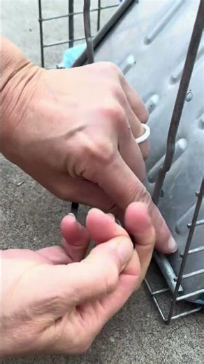 How to zip tie a trap after catching a feral cat for Trap Neuter Return