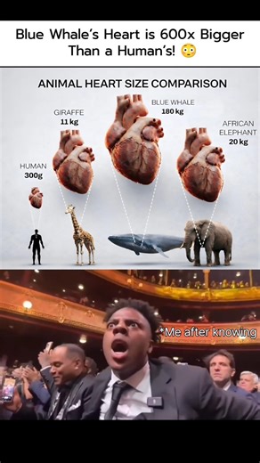 Animal Heart Size Comparison 🫀