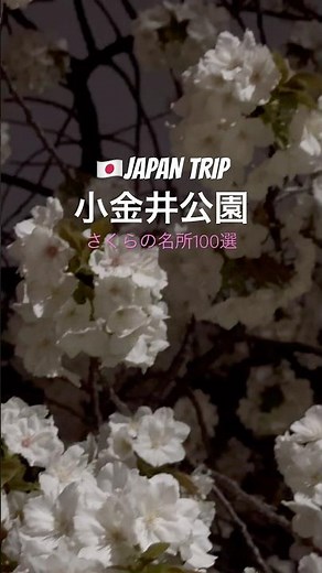 【さくらの名所100選】小金井公園🌸