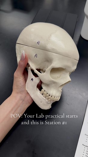 Anatomy Lab Practical: Understanding Bones Station #1