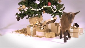 6.1K reactions · 2K shares | Looking for the perfect gift for everyone on your list? Give the most important gift in the world this holiday season from Heifer International. #GiveHeifer today: | Heifer International | Facebook