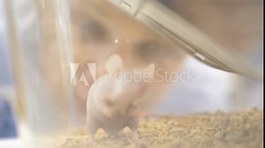 Slow motion. Medical Research Scientist Examines Laboratory Mice and Looks on Tissue Samples under Microscope. She Works in a Light Laboratory. White lab rat sniffs at the bars of its in laboratory