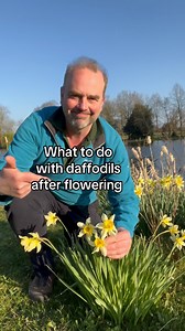 3.5M views · 26K reactions | What to do with your daffodils after...