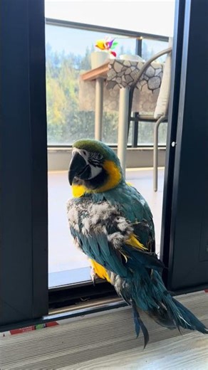 It’s cold outside / House parrot / turkey 5°