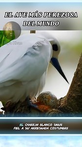 361K views · 6.9K reactions | El ave más perezosa del mundo 列 #birds #animals #animalworld #naturalezasalvaje | Riya khan | Facebook