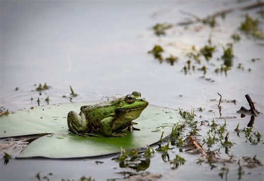 12 Best Ribbiting Songs about Frogs of All Time - Singersroom.com