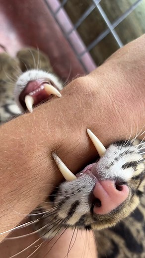Modern day saber-tooth ! #animals #cat #kitten #cloudedleopard #leopard