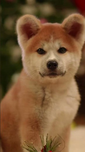 🐕❤️ Akita – The Most Loyal Dog Breed | Cinematic 4K Visuals ✨🐾