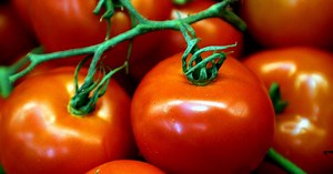 Why is there a tomato shortage as supermarket shelves left bare