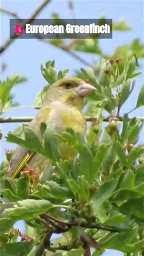 Peaceful European Greenfinch Bird Song 🐦🌿