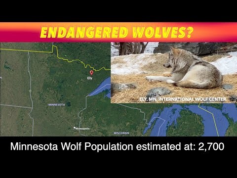 Endangered Wolves In Minnesota?