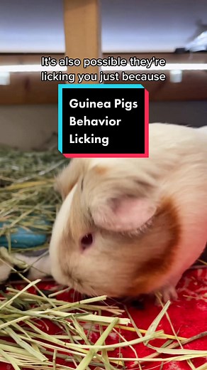 Understanding Guinea Pig Behavior: Why They Lick and What It Means