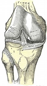 Anterior ligament of the head of the fibula - Alchetron, the free social encyclopedia