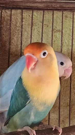 PB DILUTE /OPA IC NO DNA