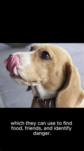 10 fun facts about dogs