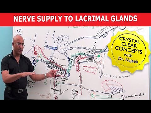 Nerve supply to Lacrimal Glands | Neuroanatomy