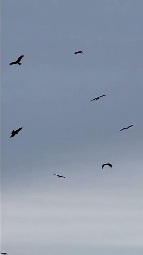 南紀の空の支配者「トビ」。なぜ和歌山の海岸線にはトンビが圧倒的に多いのか