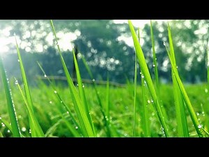 Village Cinematic video | Our Beautiful Village | West Bengal | India