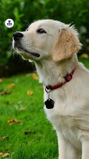 ‎"Labrador Aggression Signs (US Family Fix!)" #shorts‎