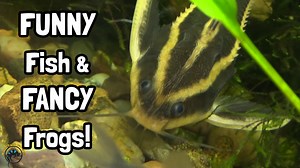 12 reactions · 3 comments | WHOA! Who would've guessed Striped...